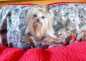 Preview: Yorkie Hundebett